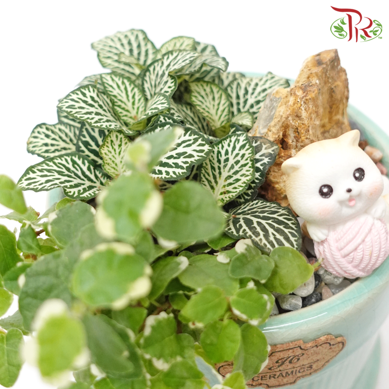 【Gift Series】Verdant Veins Fittonia Plant Arrangement-Pudu Ria Florist-prflorist.com.my