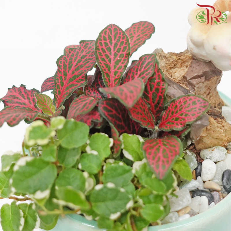 【Gift Series】Verdant Veins Fittonia Plant Arrangement-Pudu Ria Florist-prflorist.com.my