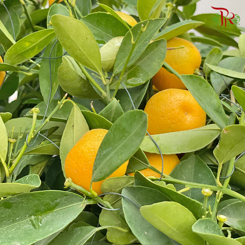 本地四季桔子树 Local Four Season Lime Tree-Pudu Ria Florist-prflorist.com.my