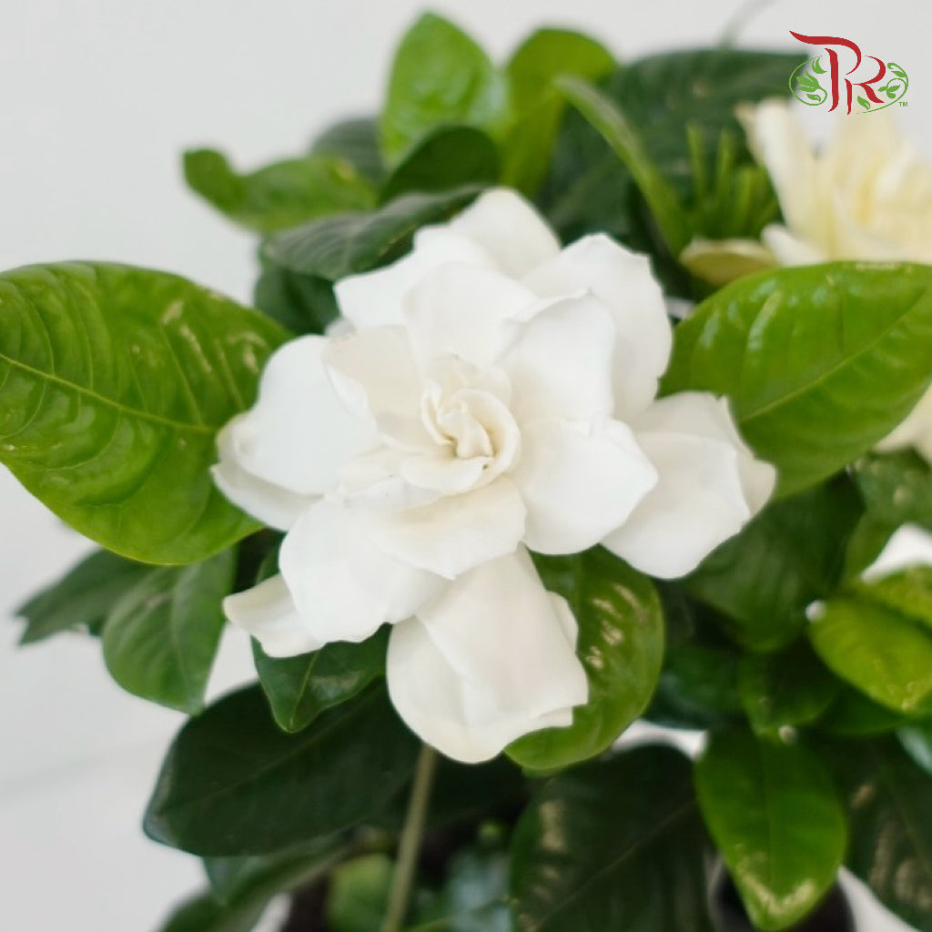 Gardenia 130 - 25cm《栀子花》