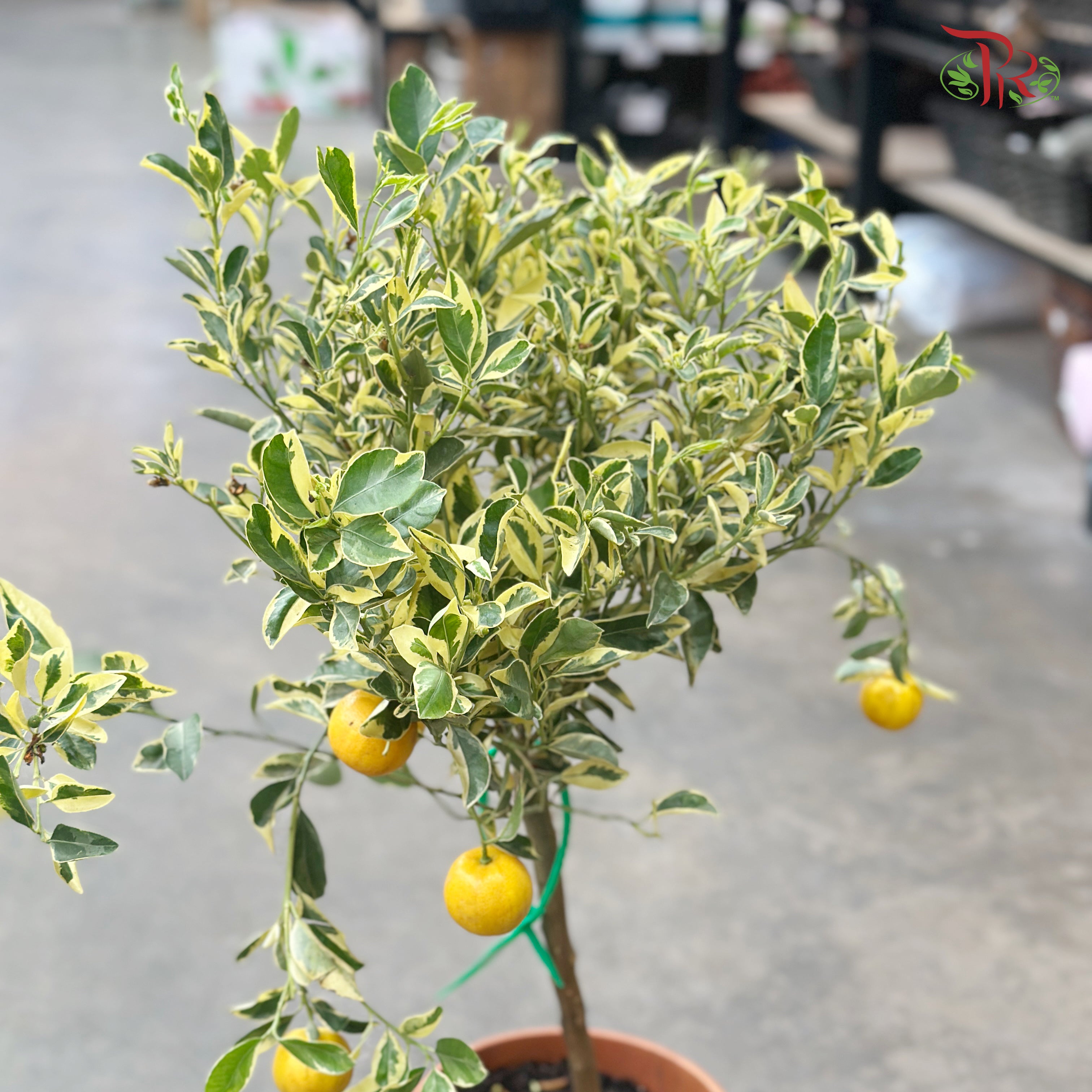 Citrus Pursha《甜来檬》