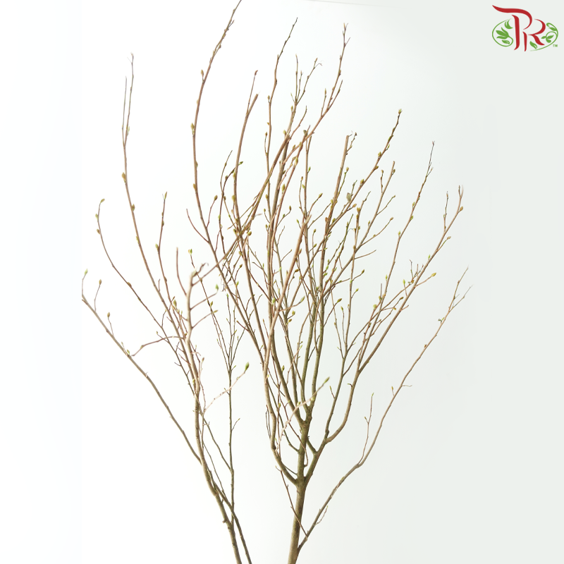 Eardrop Flowers 耳坠花 (Per Bunch)