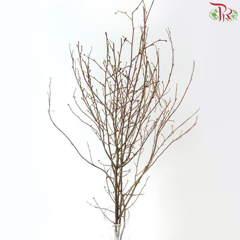 Eardrop Flowers 耳坠花 (Per Bunch)