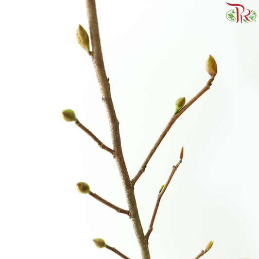 Eardrop Flowers 耳坠花 (Per Bunch)