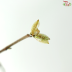 Eardrop Flowers 耳坠花 (Per Bunch)