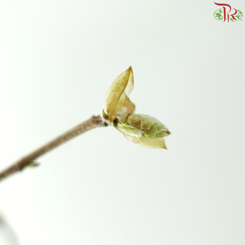 Eardrop Flowers 耳坠花 (Per Bunch)