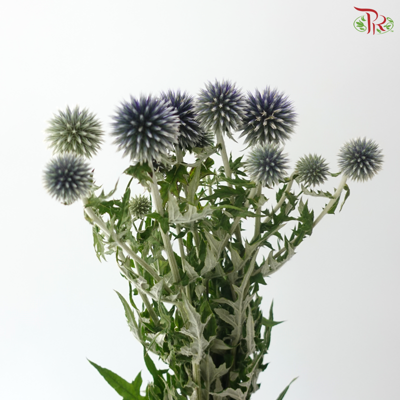 Echinops (5 Stems)