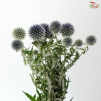 Echinops (5 Stems)