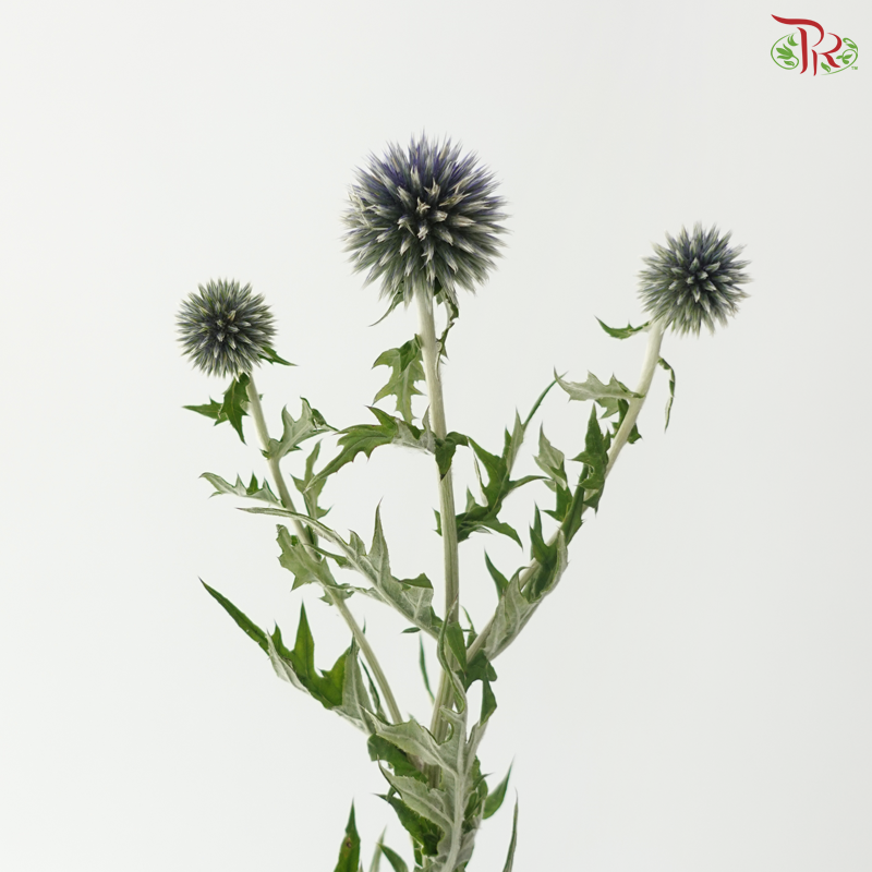 Echinops (5 Stems)