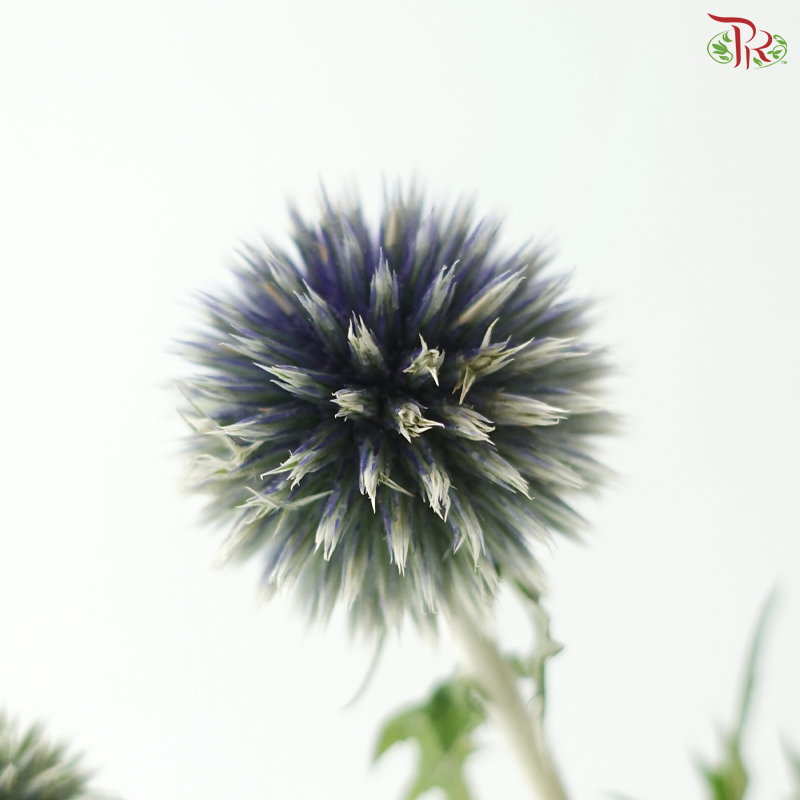 Echinops (5 Stems)