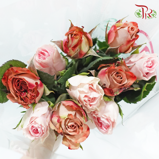 Elegant Aesthetics - (Mixed - Kenya Cappuccino & Duchess) - (10 Stems Per Bundle)