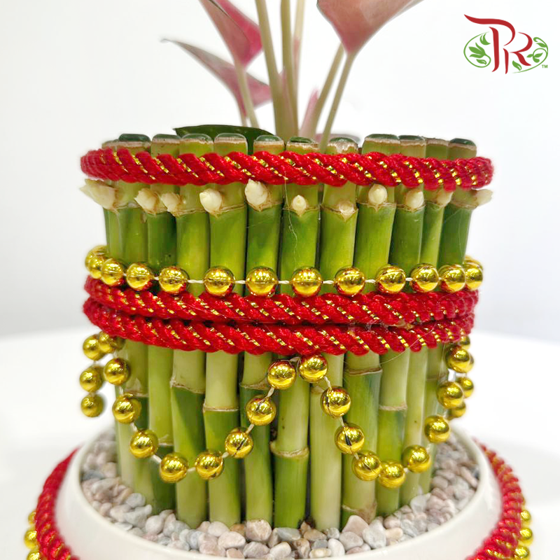 【CNY 2026】Aglaonema Red Happiness & FS Bamboo《旺财高升》