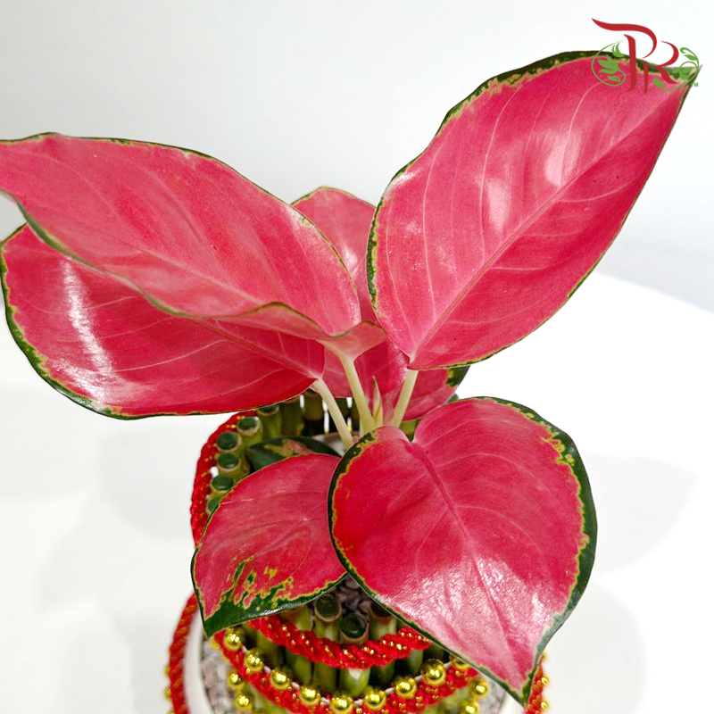 【CNY 2026】Aglaonema Red Happiness & FS Bamboo《旺财高升》