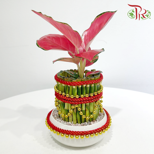 【CNY 2026】Aglaonema Red Happiness & FS Bamboo《旺财高升》