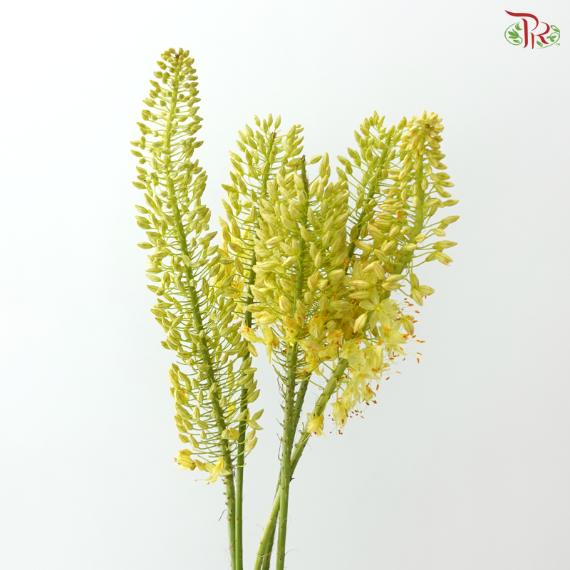 Eremurus - Yellow (2 Stems)