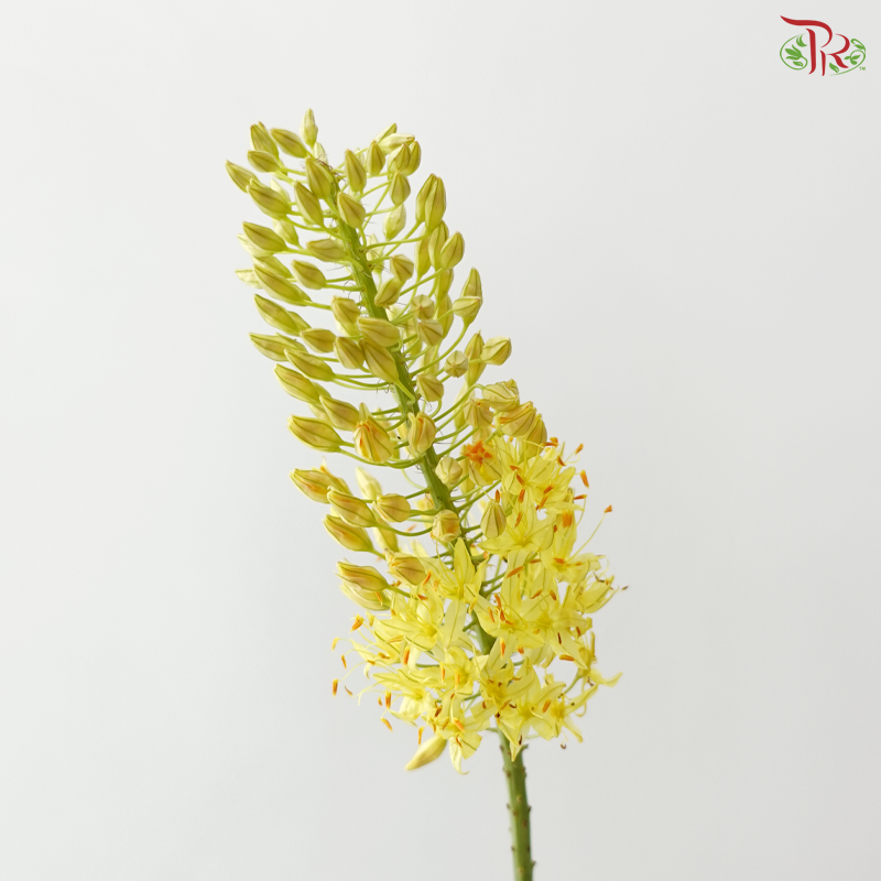Eremurus - Yellow (5 Stems)