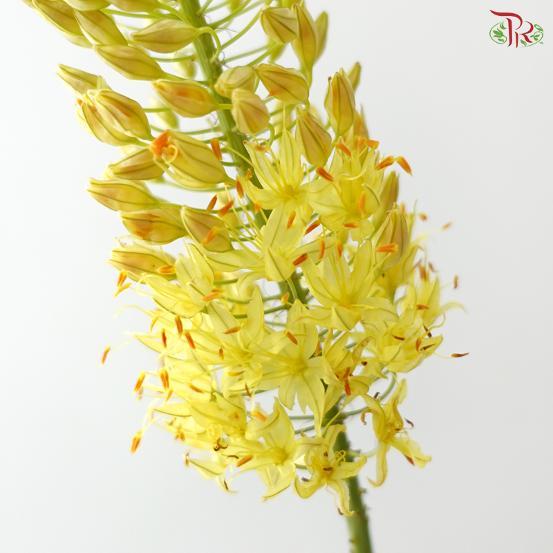 Eremurus - Yellow (5 Stems)