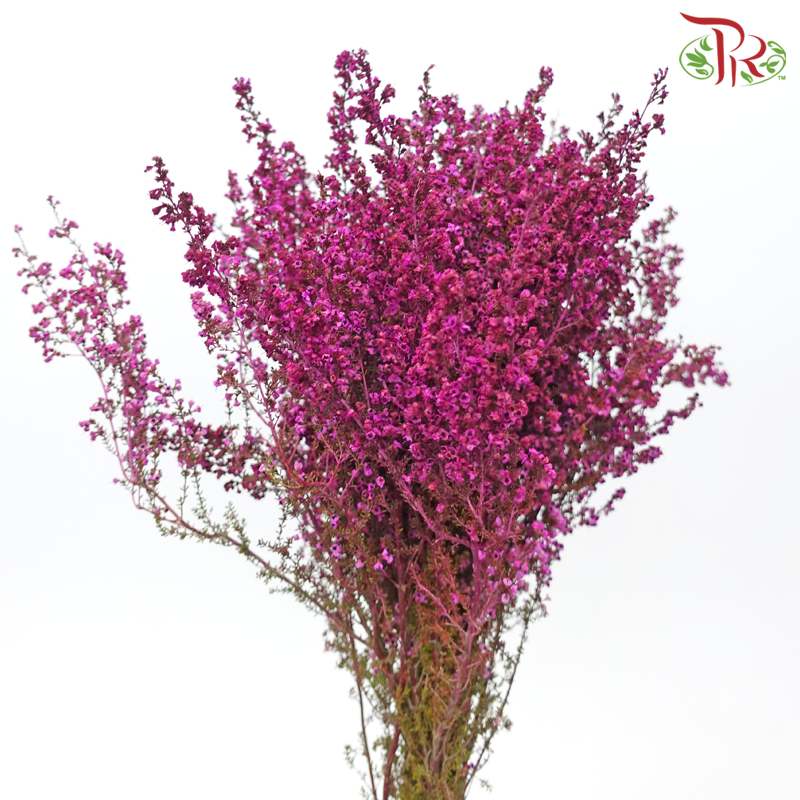 Erica - Dark Pink (Per Bunch) - Pudu Ria Florist