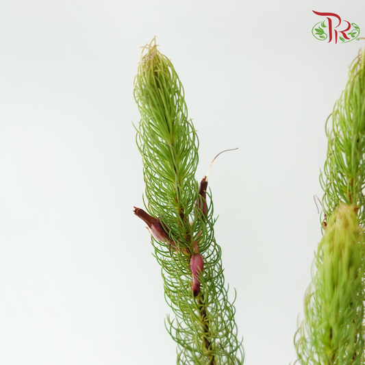 Erica Plukenetii (Per Bunch)