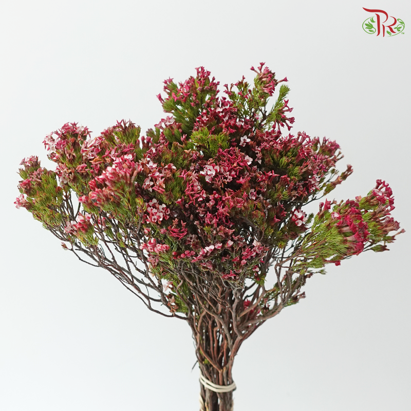 Erica - Pink 2 (Per Bunch)