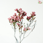 Erica - Pink 2 (Per Bunch)