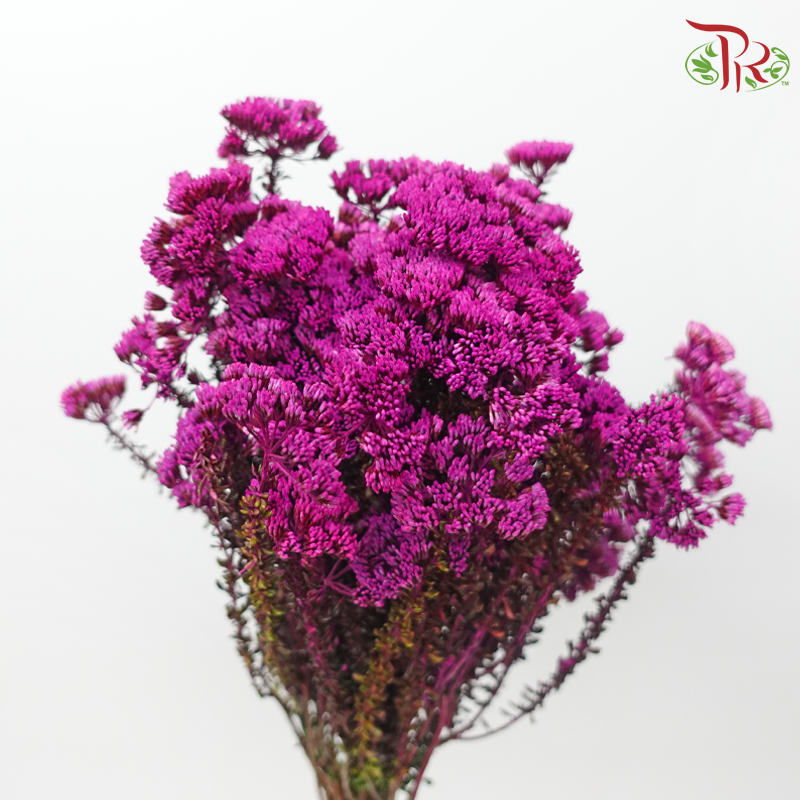 Metalasia - Cherry Pink (Per Bunch)