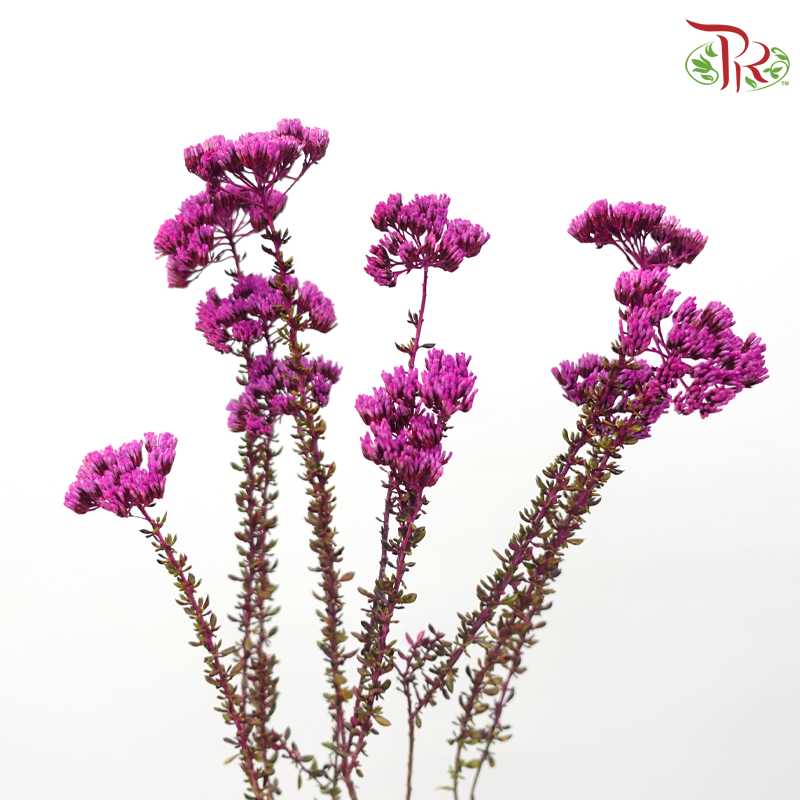 Metalasia - Cherry Pink (Per Bunch)