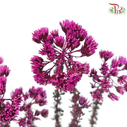 Metalasia - Cherry Pink (Per Bunch)