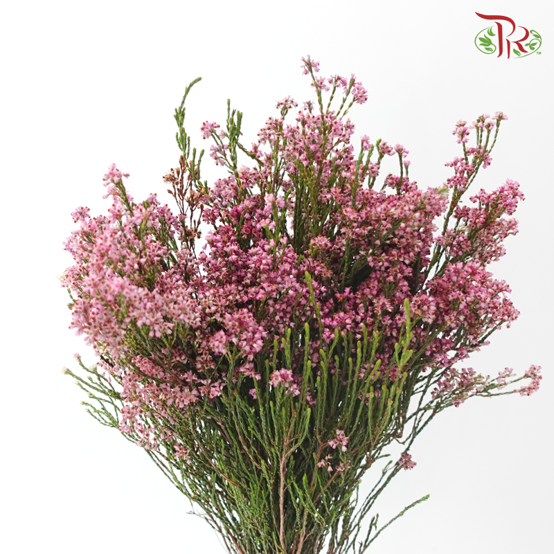 Erica - Pink (Per Bunch)