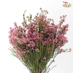 Erica - Pink (Per Bunch)
