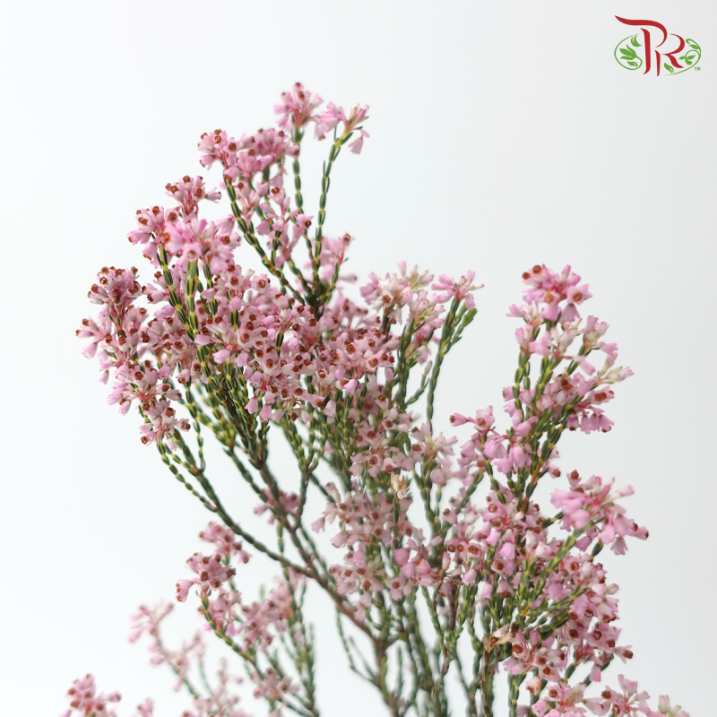 Erica - Pink (Per Bunch)