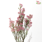 Erica - Pink (Per Bunch)