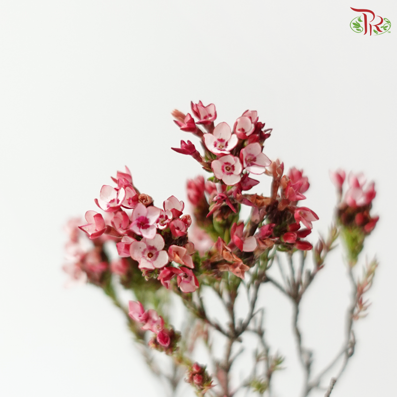 Erica - Pink 2 (Per Bunch)