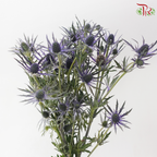 Eryngium Electric Blue (5 Stems)