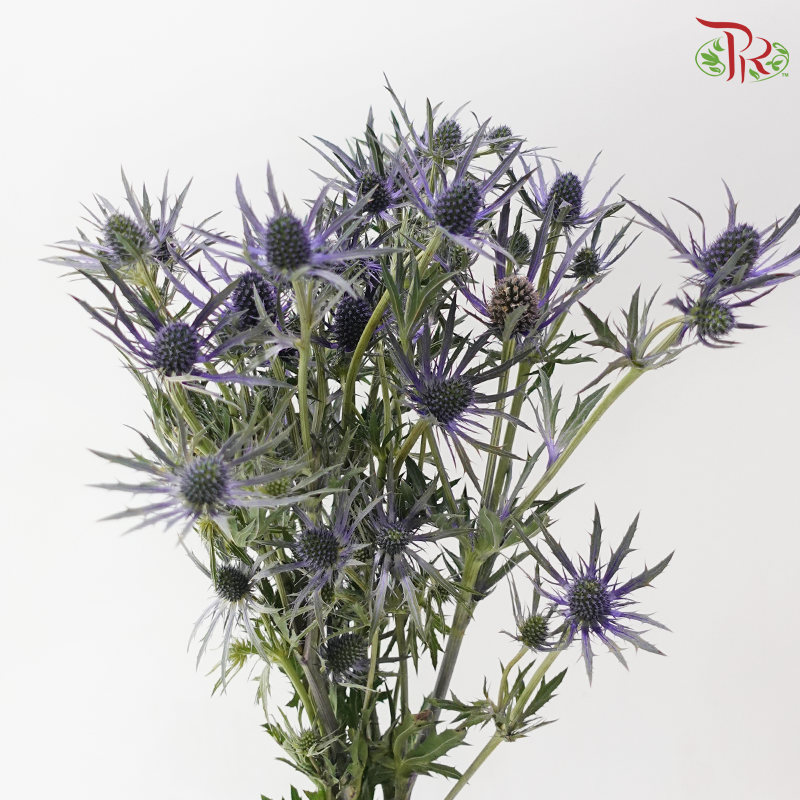Eryngium Electric Blue (5 Stems)