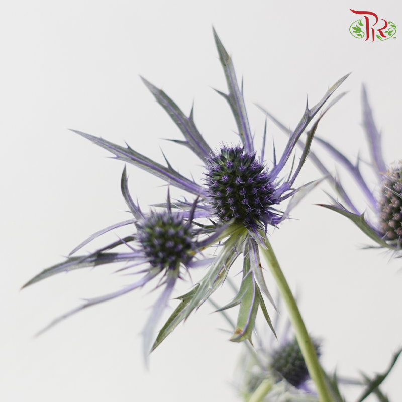 Eryngium Electric Blue (5 Stems)