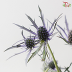 Eryngium Electric Blue (5 Stems)