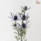 Eryngium Electric Blue (5 Stems)