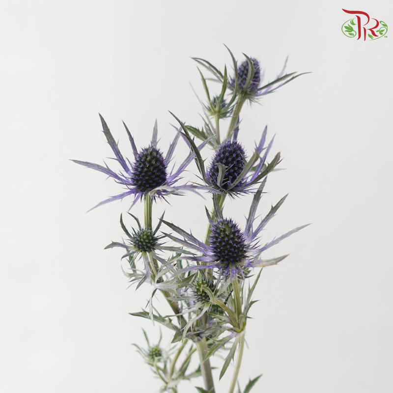Eryngium Electric Blue (5 Stems)