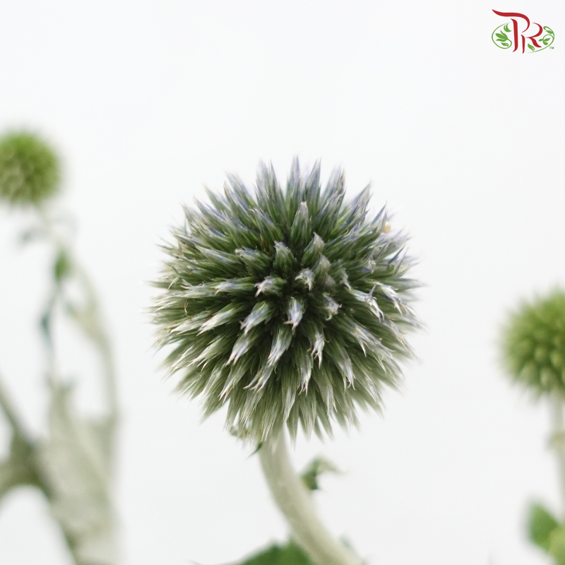Echinops - (Per Bunch)