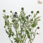 Echinops - (Per Bunch)