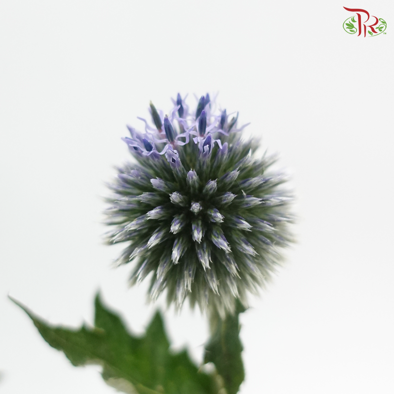 Echinops - (Per Bunch)