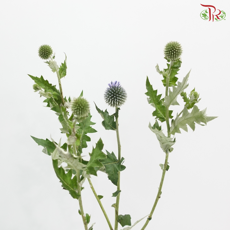 Echinops - (Per Bunch)