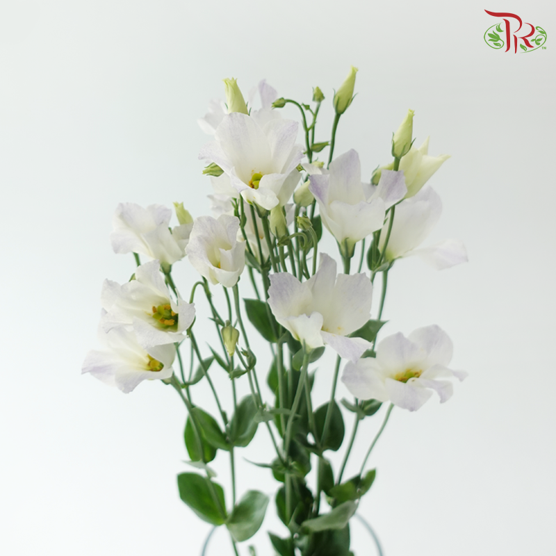Eustoma - Star Soft Lilac & White (Per Bunch)