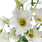 Eustoma - Star Soft Lilac & White (Per Bunch)