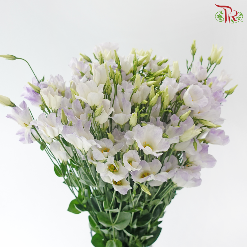Eustoma - Star Soft Lilac & White (Per Bunch)
