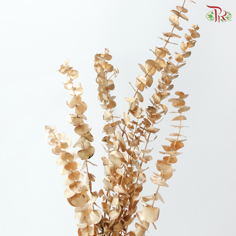 Preserved Eucalyptus Baby Blue - Gold (Per Bunch)