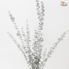 Preserved Eucalyptus Baby Blue - Silver (Per Bunch)