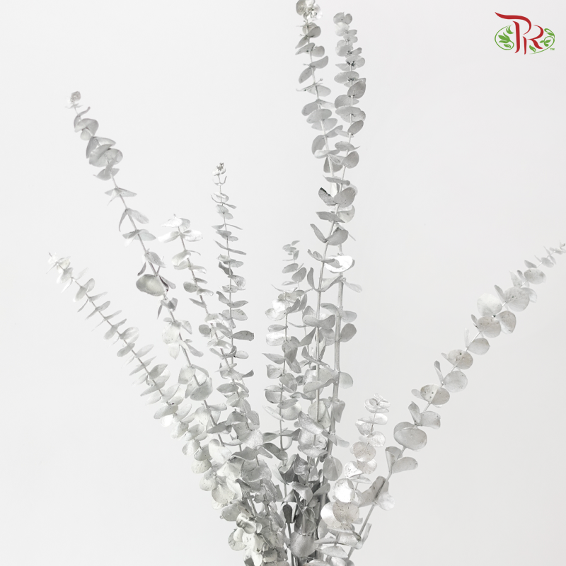 Preserved Eucalyptus Baby Blue - Silver (Per Bunch)
