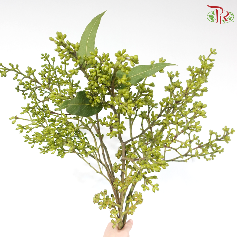 Eucalyptus Fresh Doll Cluster (5 Stems)